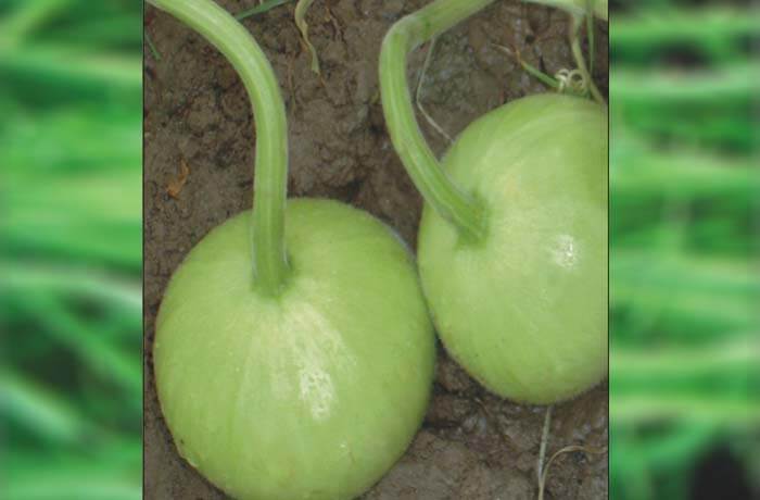 BOTTAL GOURD SAMAG SHARDHA F1